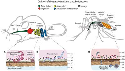 Micromanaging Immunity in the Murine Host vs. the Mosquito Vector: Microbiota-Dependent Immune Responses to Intestinal Parasites